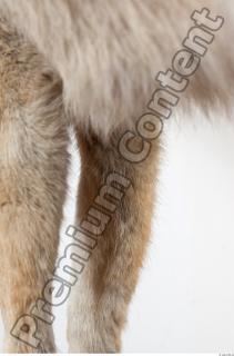 Wolf leg photo reference 0007